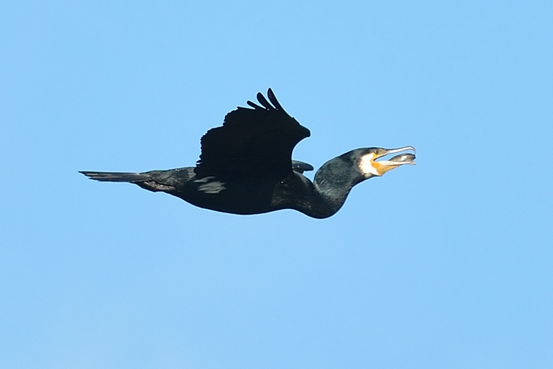 aalscholver